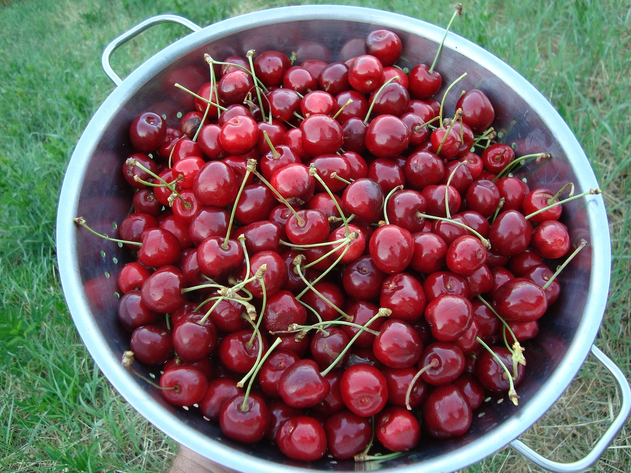 cherries  fresh  fruit free photo