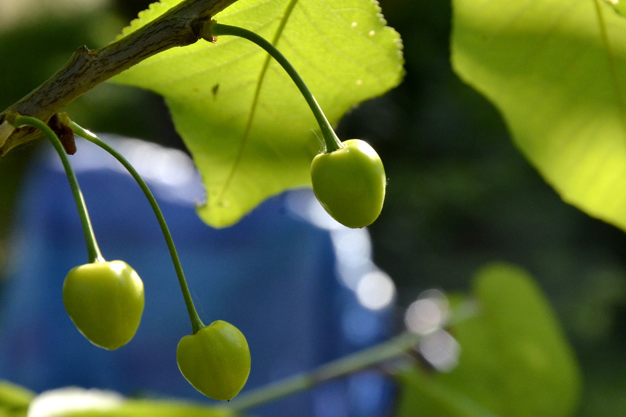 cherries  spring  summer free photo