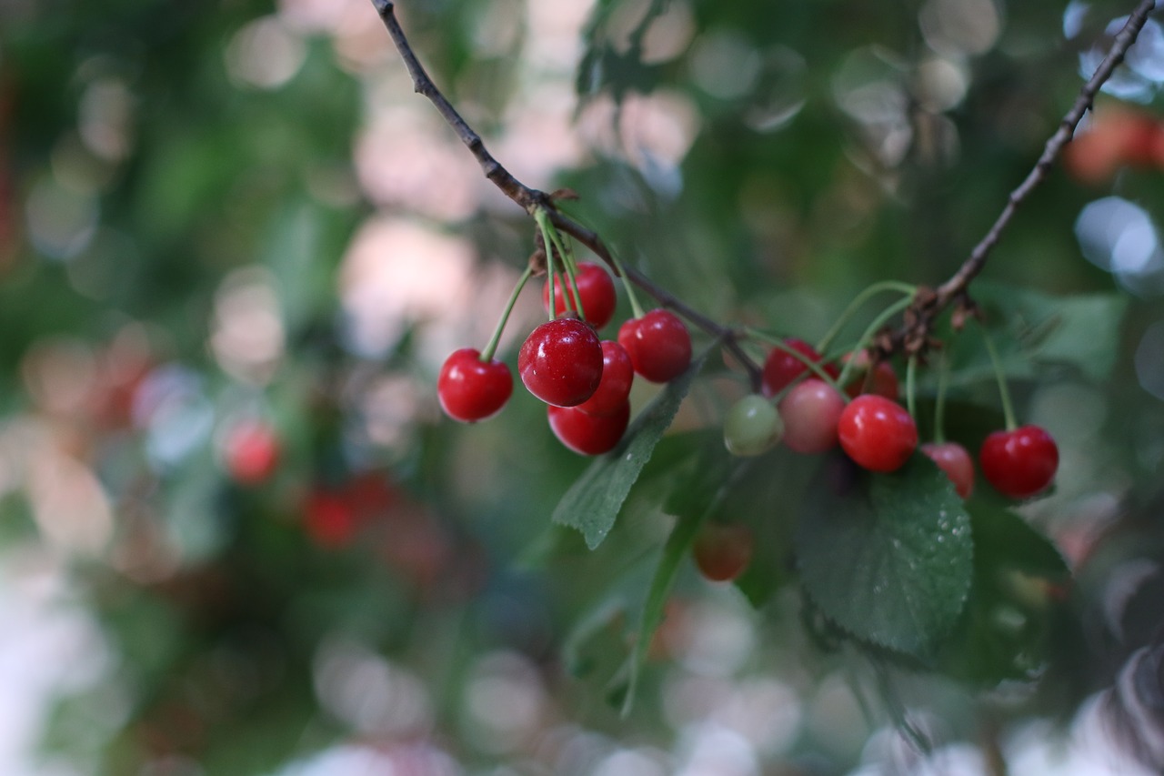 cherries  tree  summer free photo