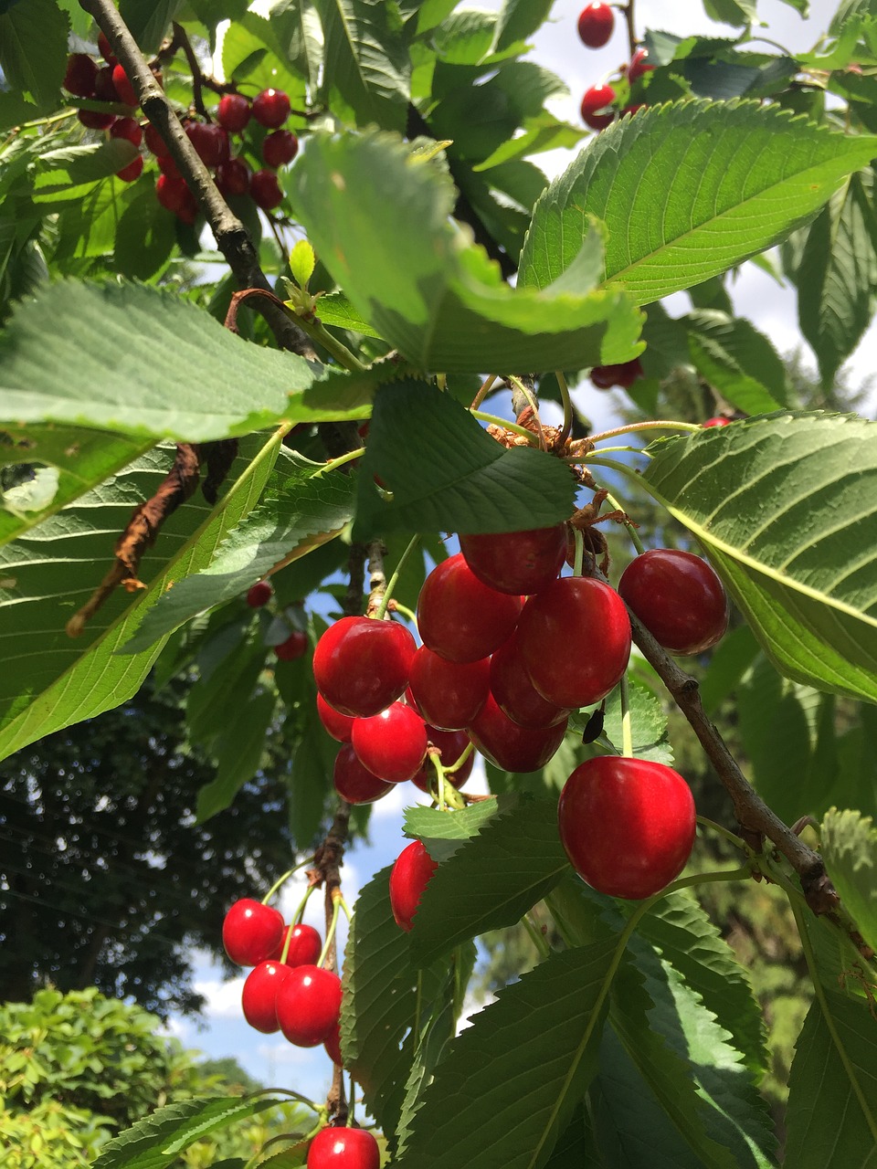 cherries  summer  fruit free photo