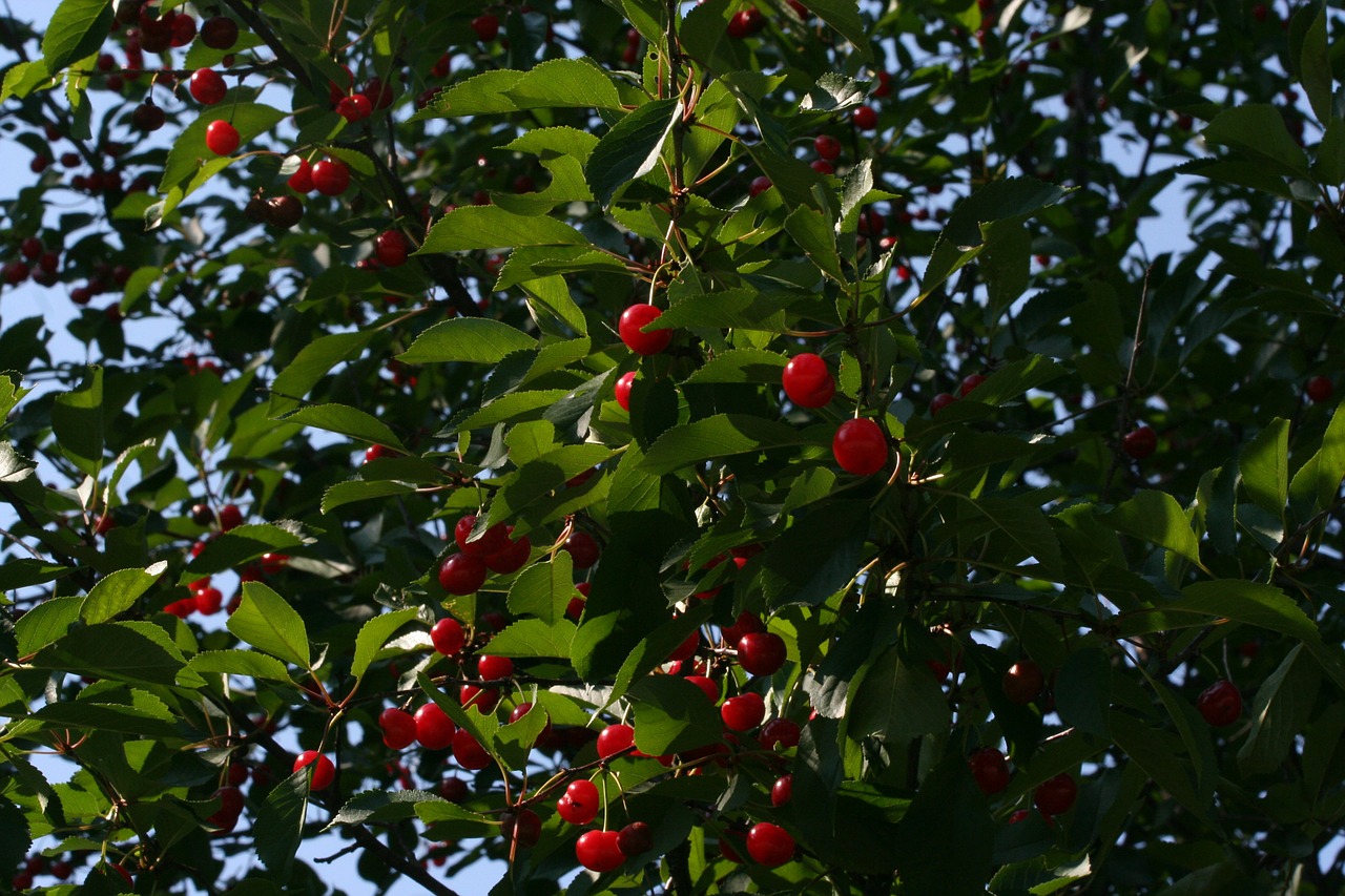 cherries red fruit free photo