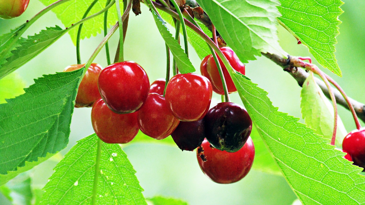 cherries  red fruits  fruit free photo