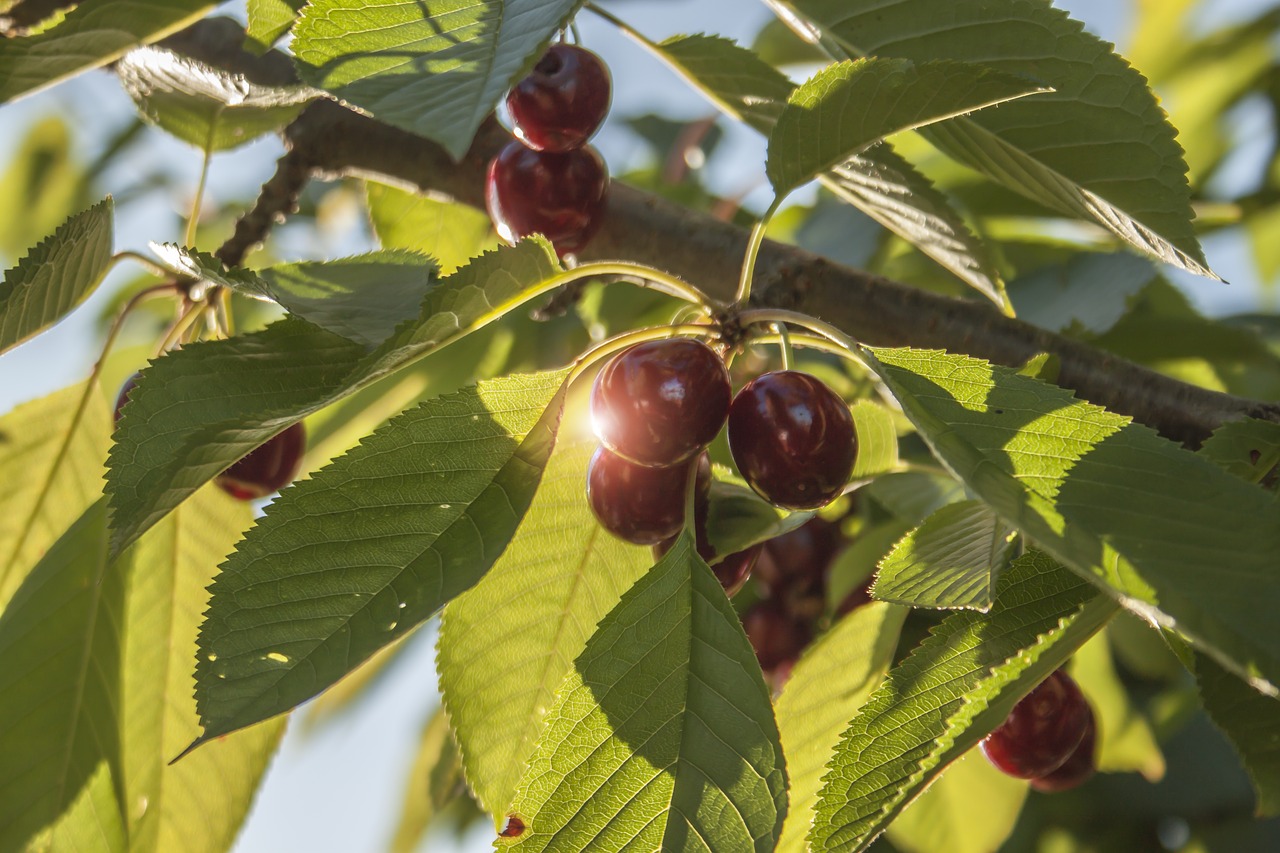 cherries  cherry  tree free photo