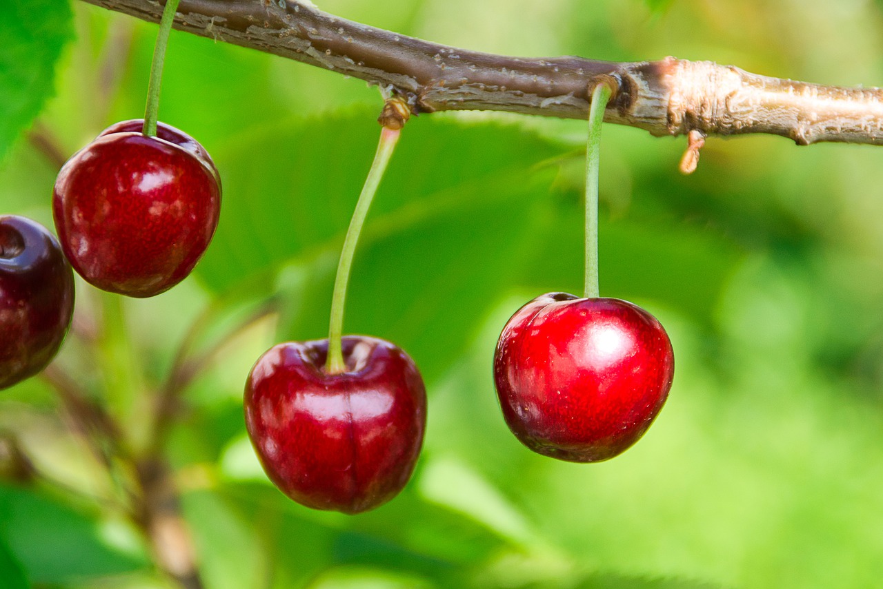 cherries  red  fruit free photo