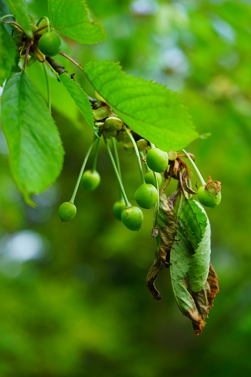 cherries immature green free photo