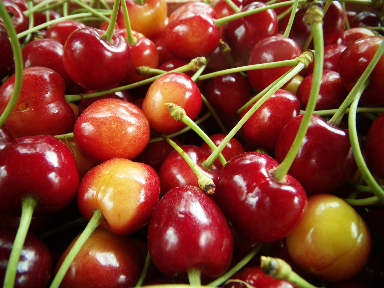 cherries red macro free photo