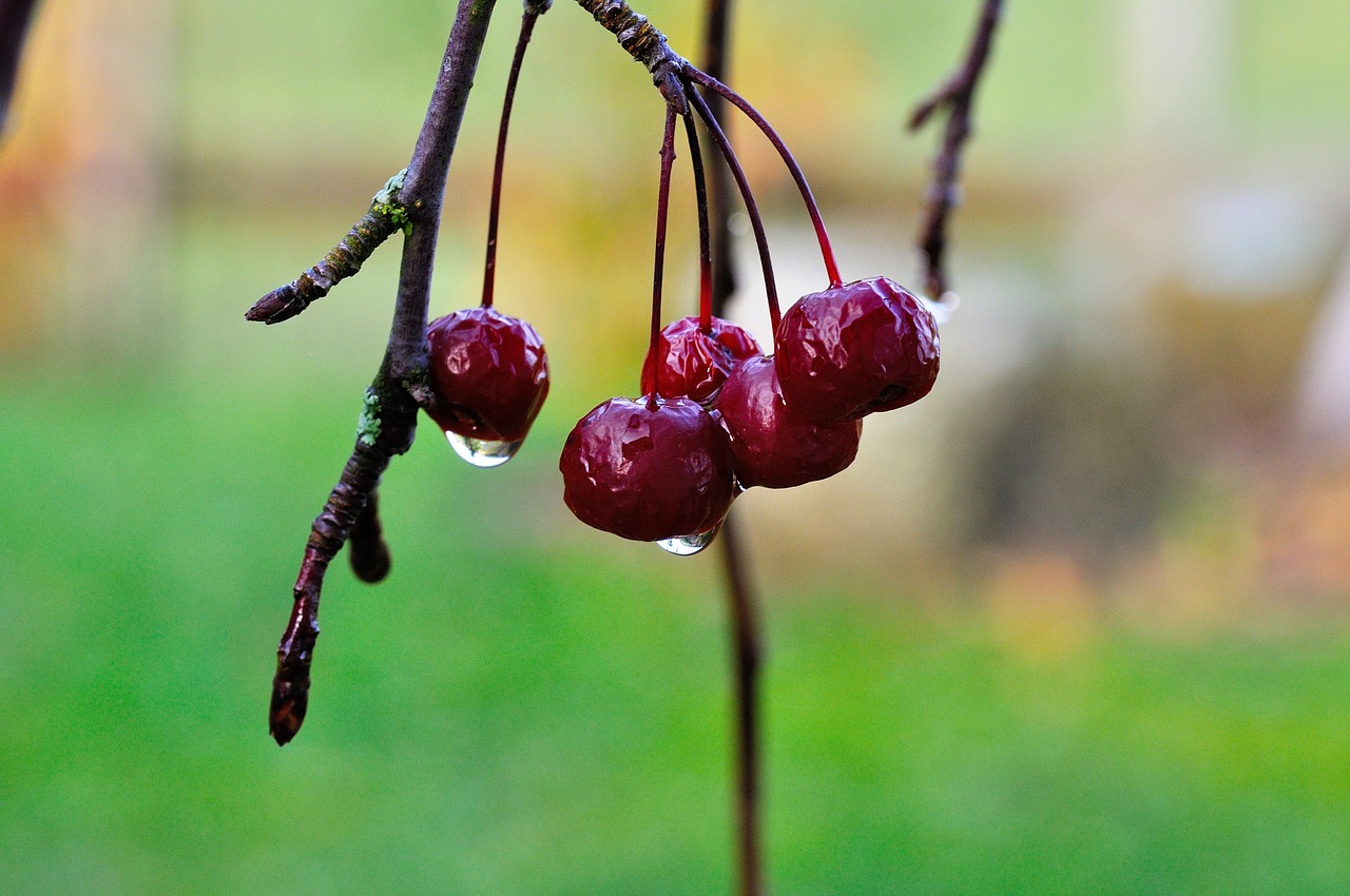 cherries autumn nature free photo