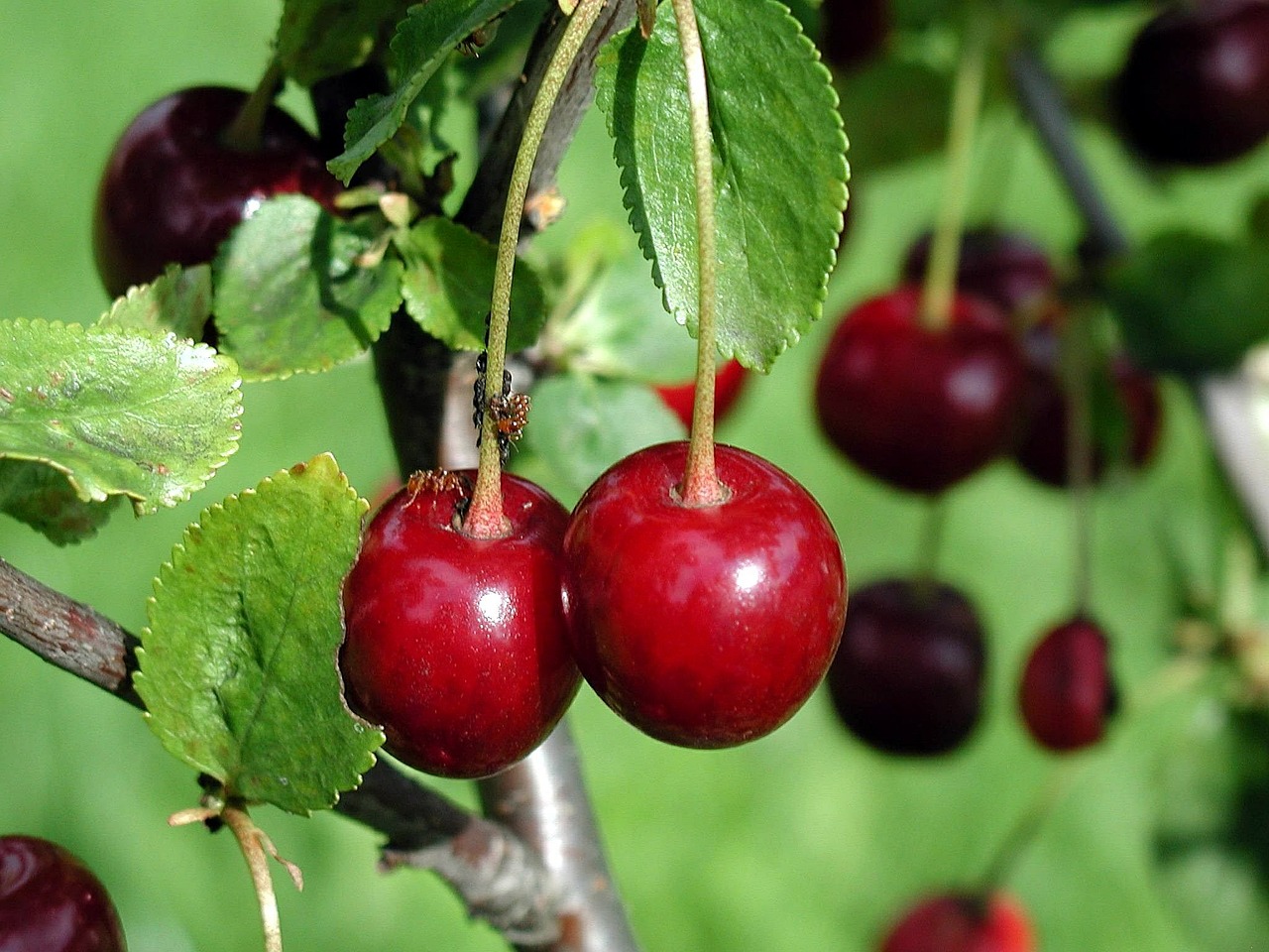 cherries red ripe free photo