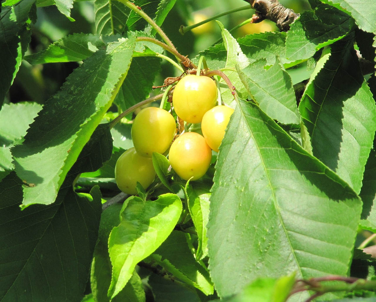cherries ripening yellow free photo