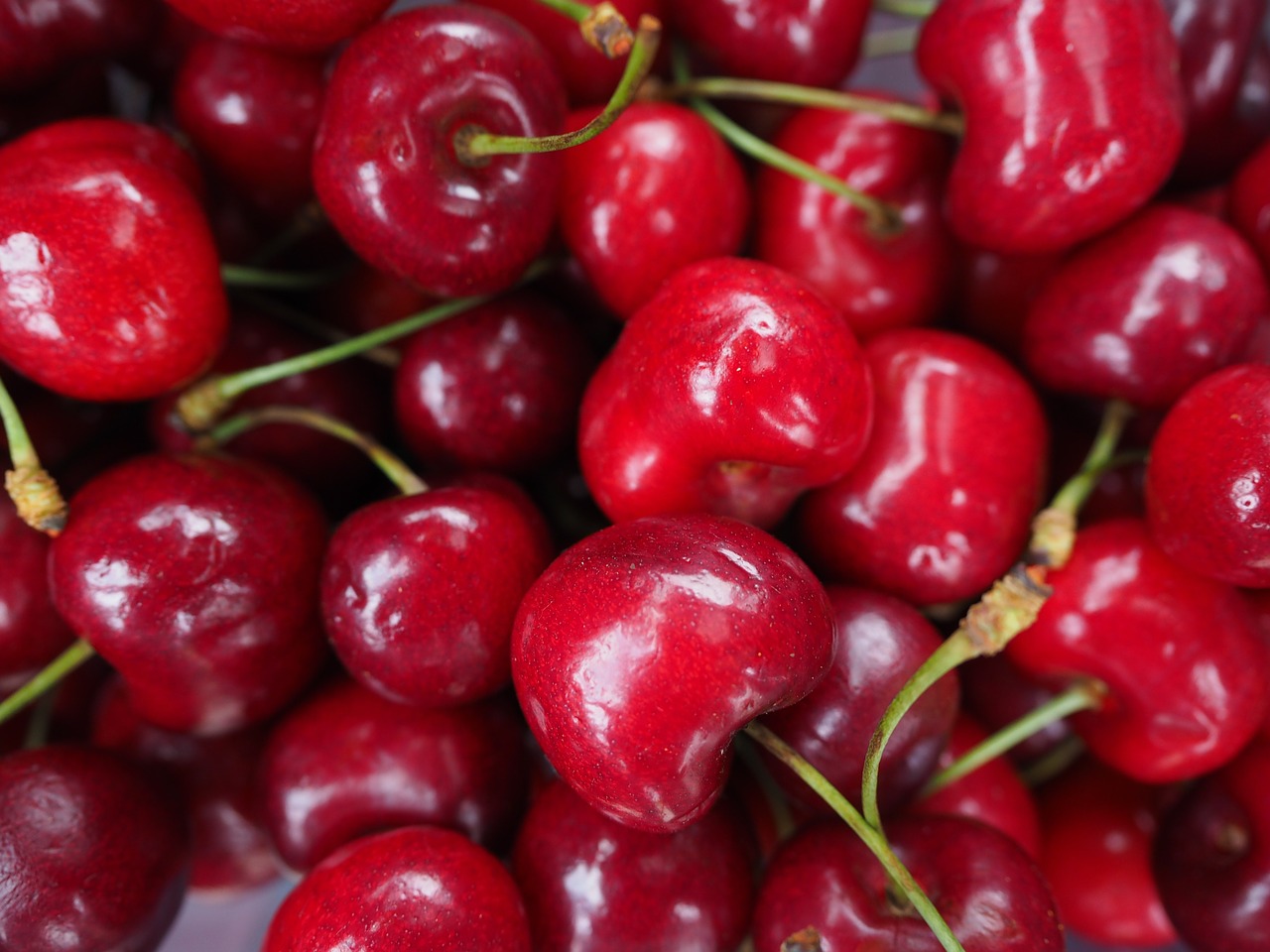 cherries red fruit free photo