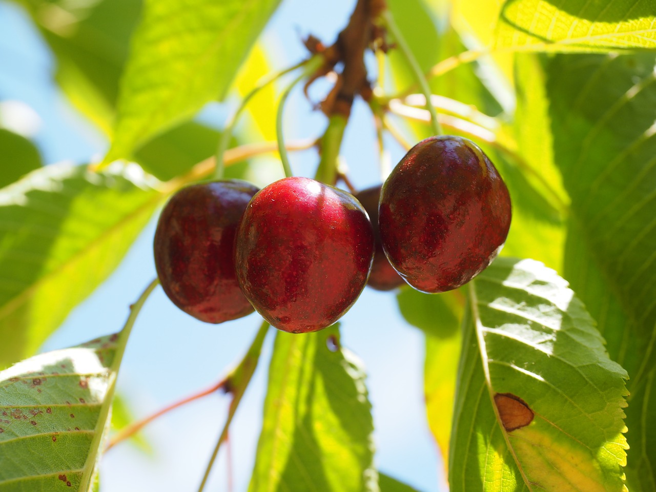 cherries fruits fruit free photo