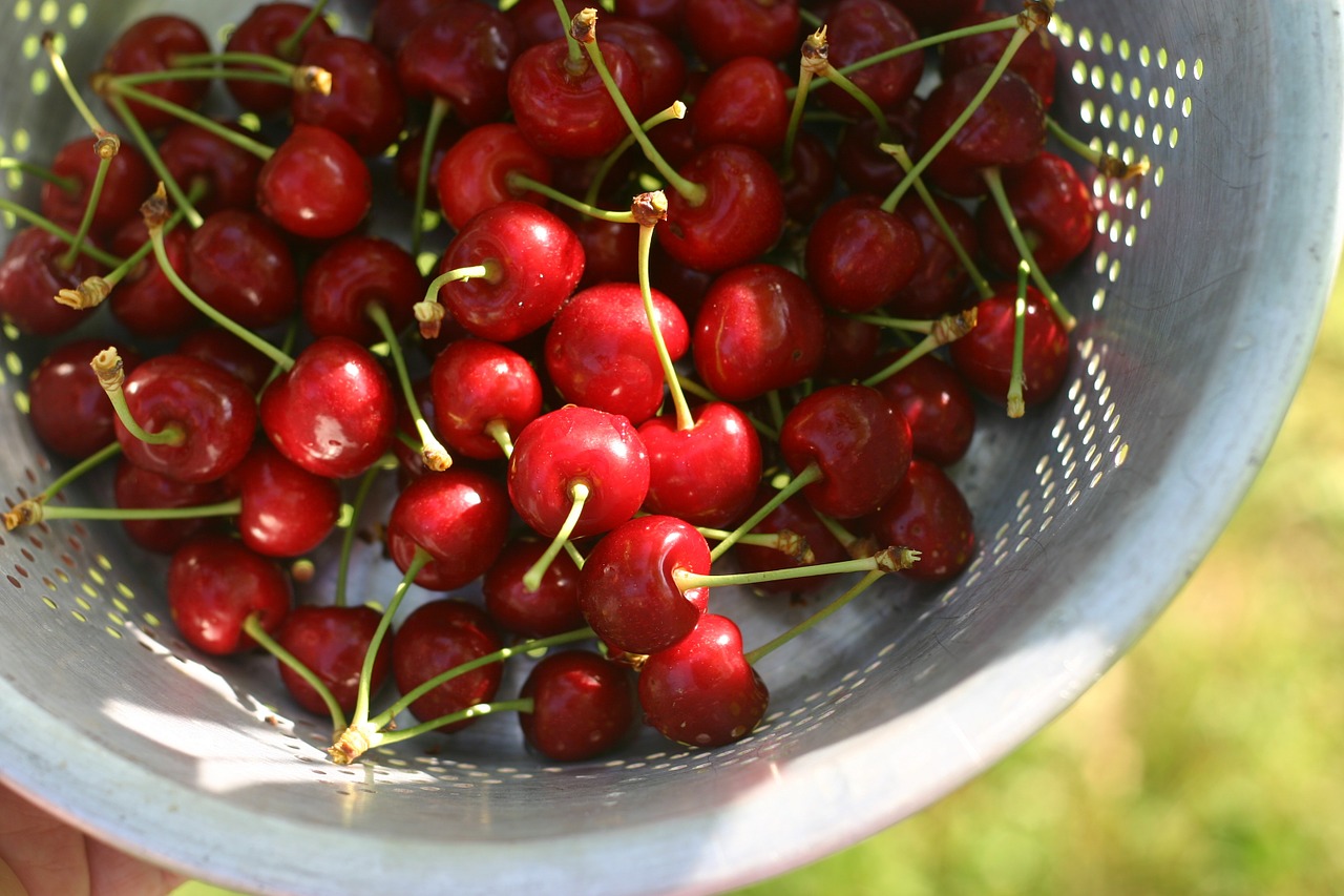 cherries pan harvest free photo