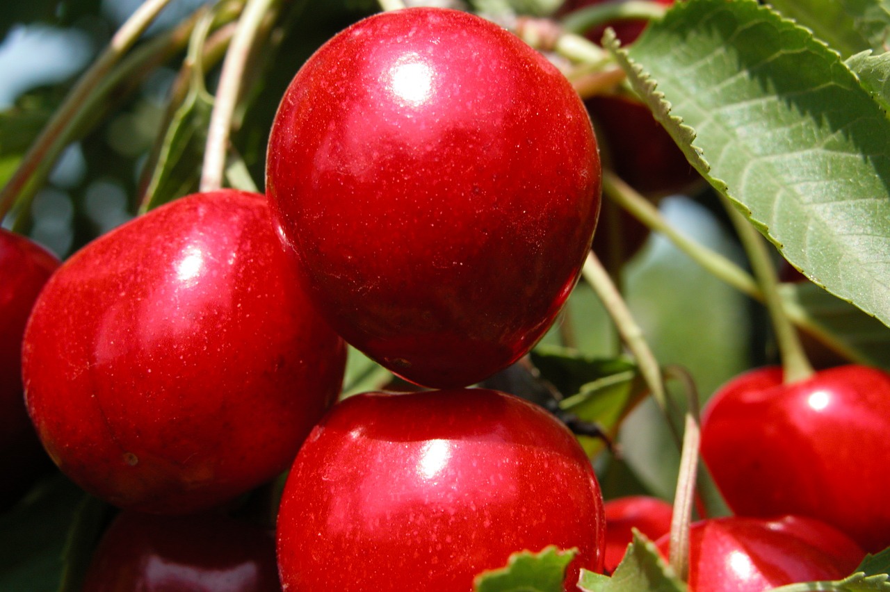 cherries fruit summer free photo