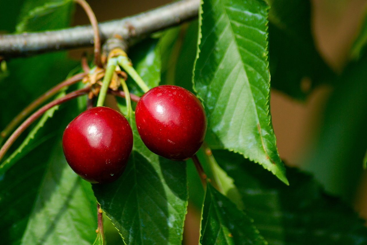 cherries cherry red fruits free photo