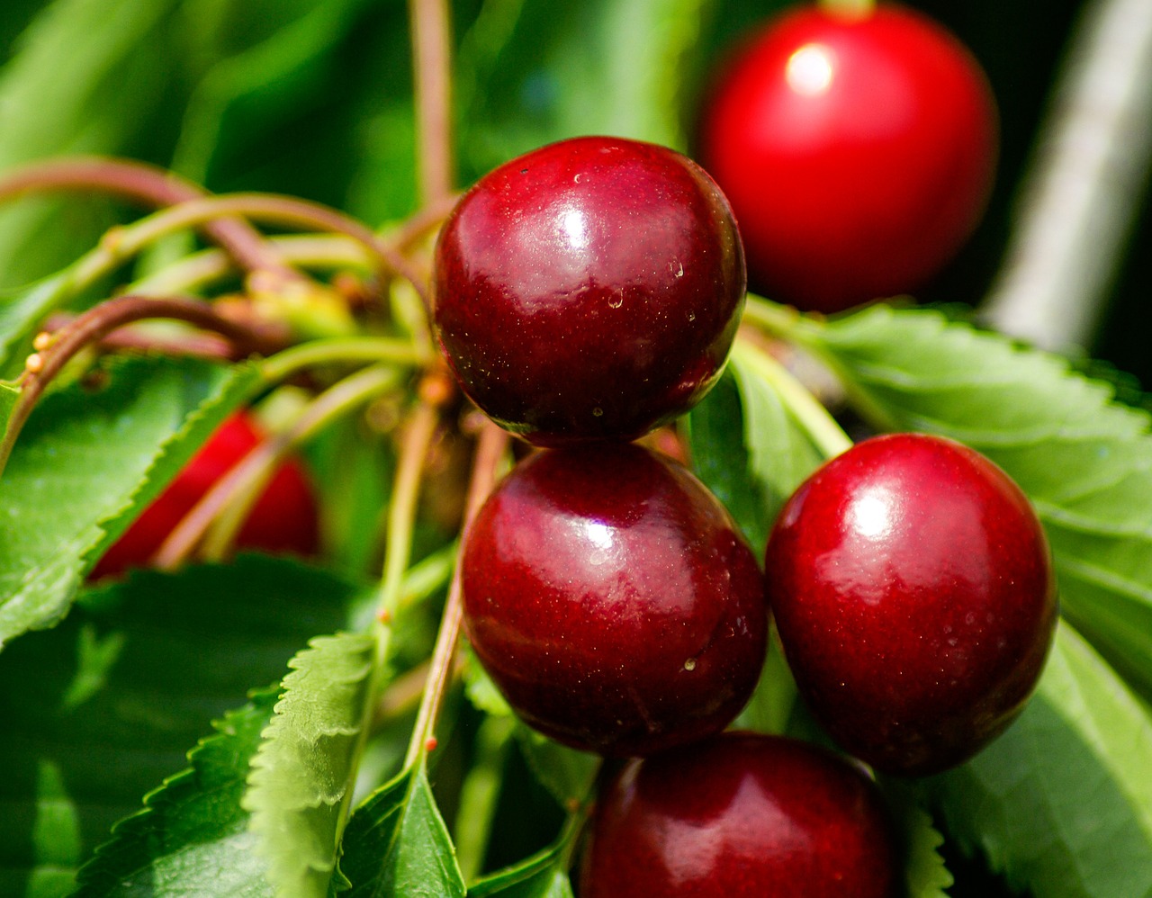 cherries cherry red fruits free photo