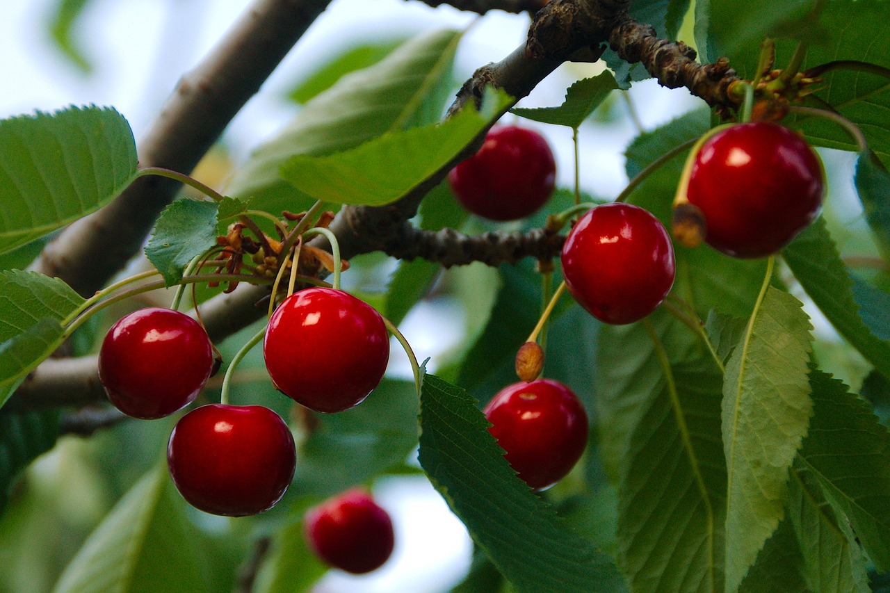 cherries fruit food free photo