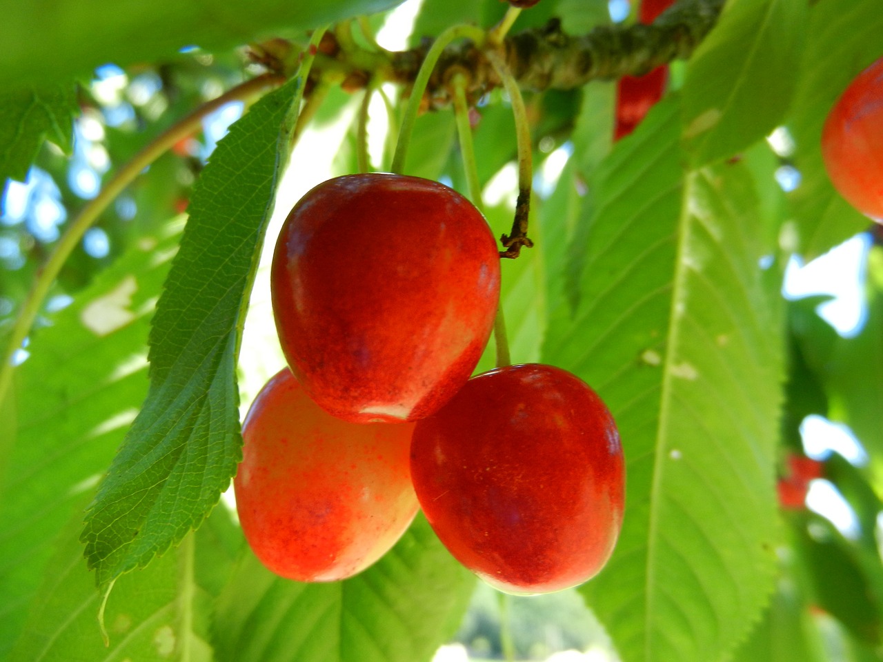 cherries fruit power free photo