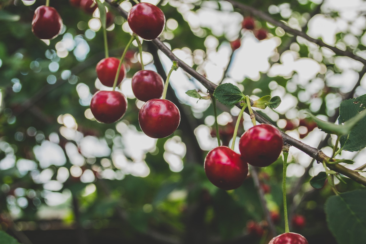 cherries fruit tree free photo