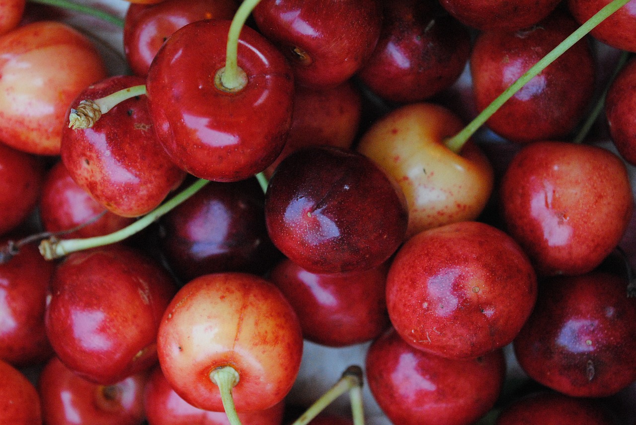 cherries fruits red free photo