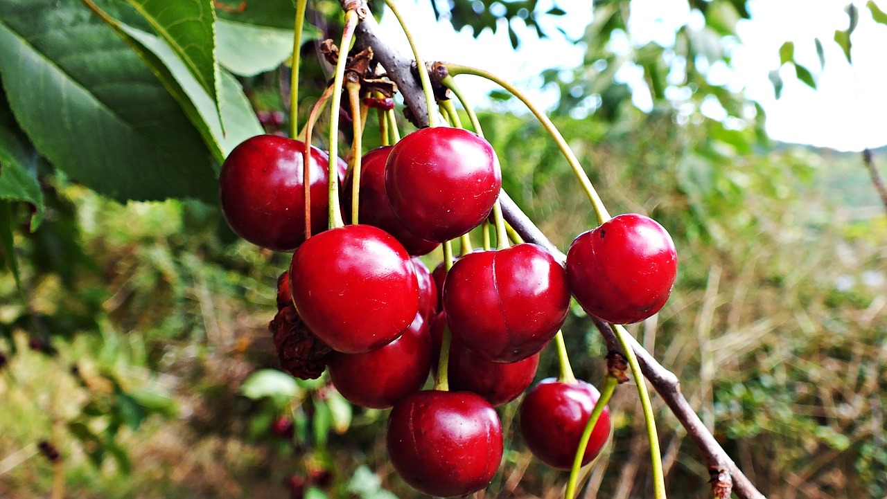 cherries tree fruit free photo