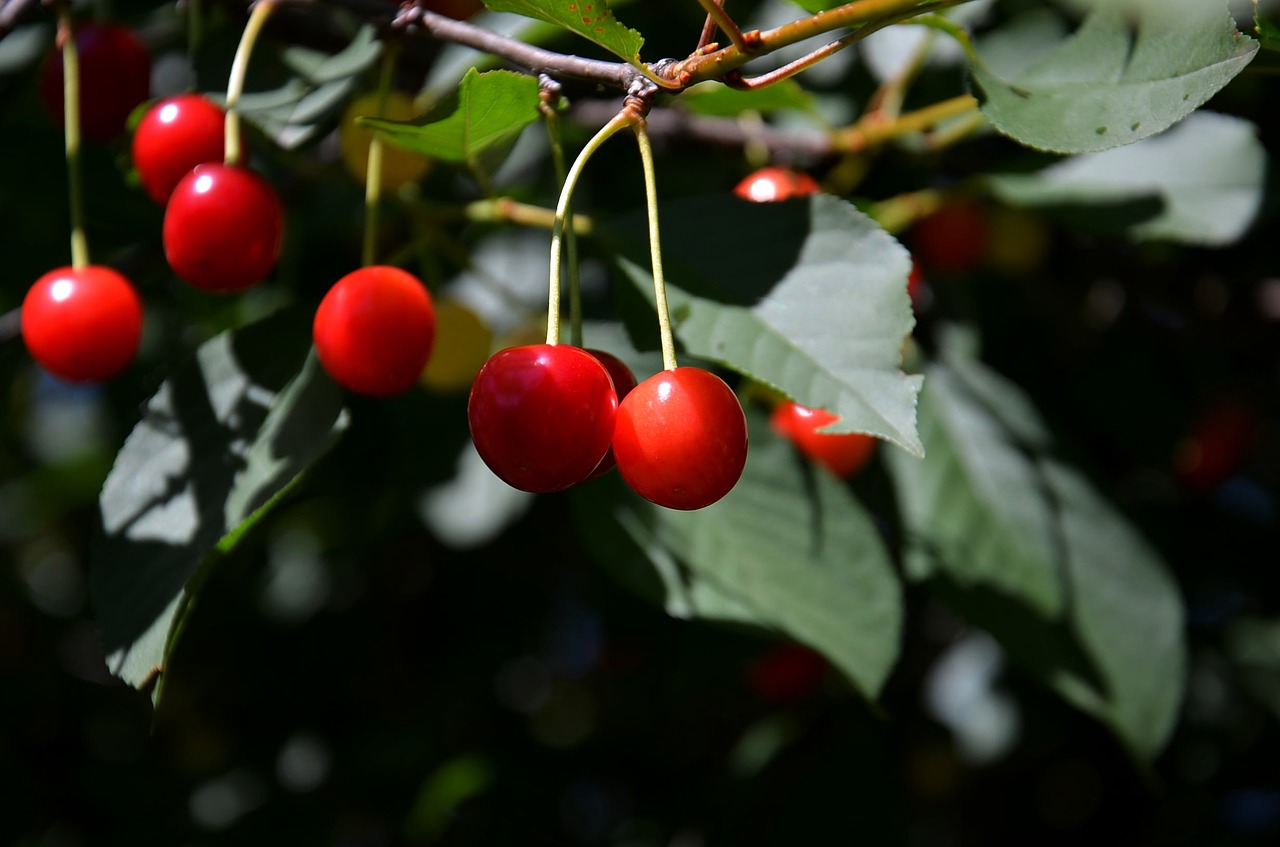 cherries fruit tree free photo