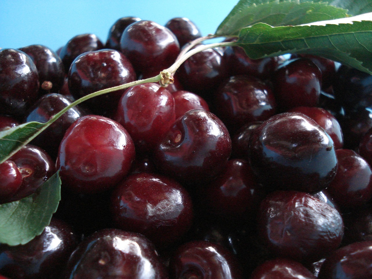 cherries fruit cherry free photo