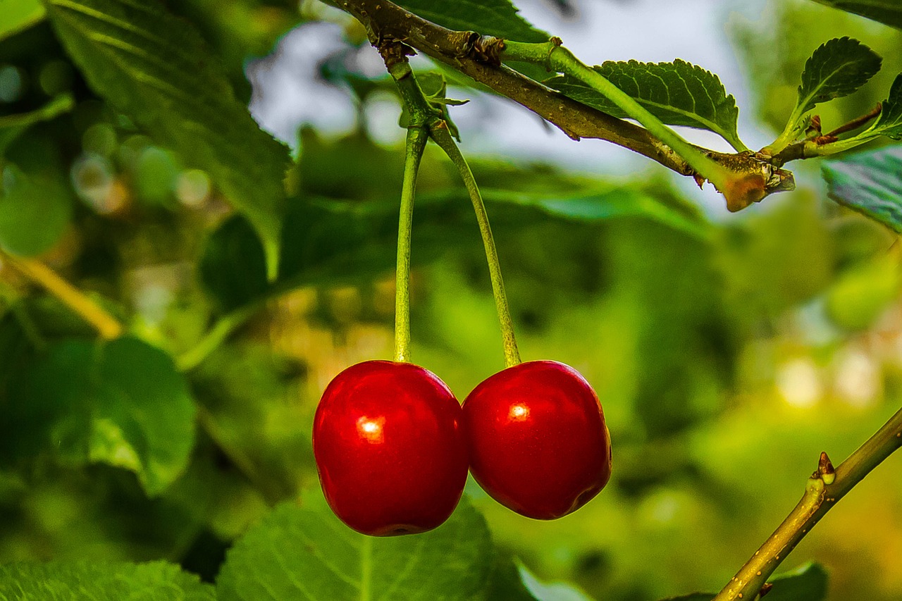 cherries fruit summer free photo