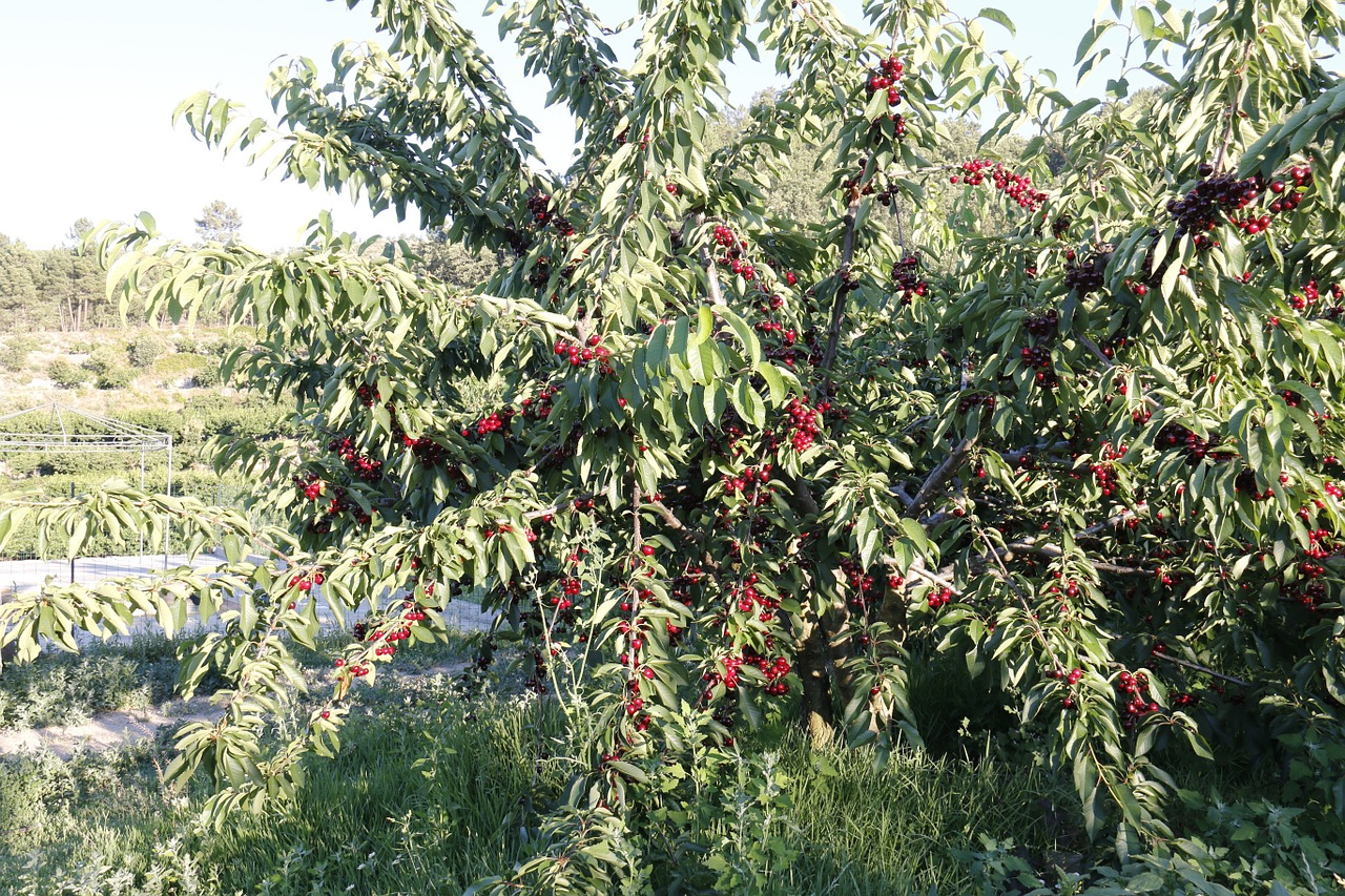 cherries tree field free photo