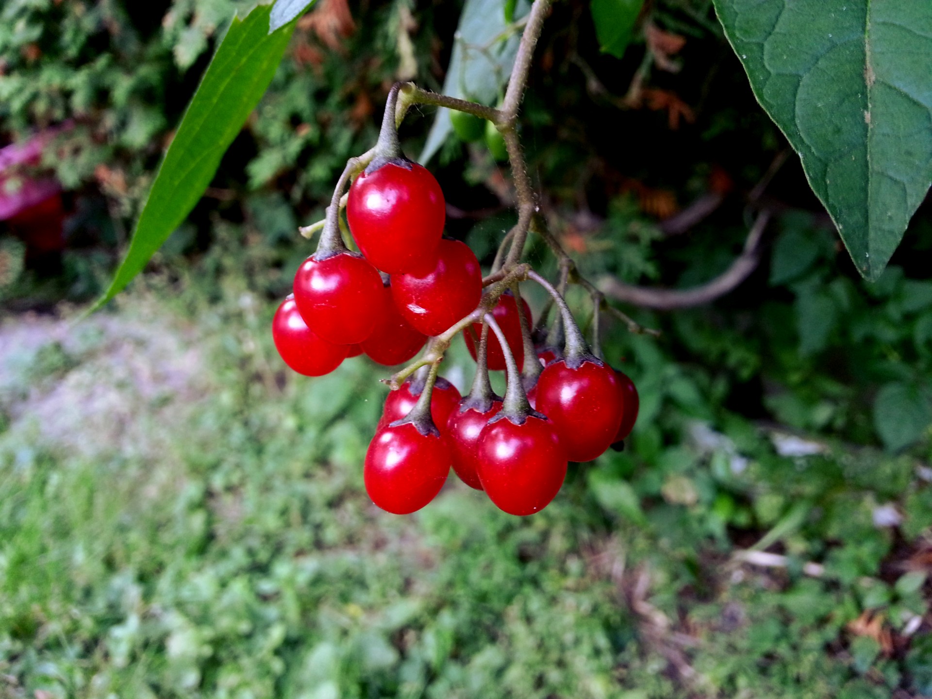 fruits fruit cherries free photo