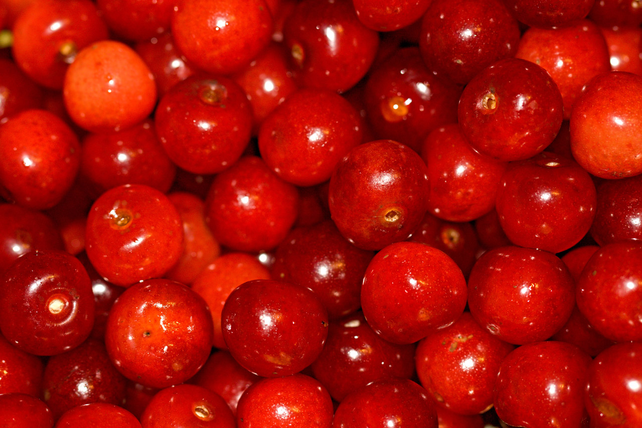 cherries food season free photo