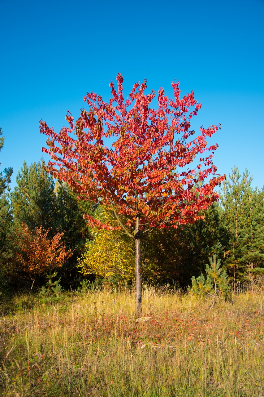 cherry autumn cherry trees free photo