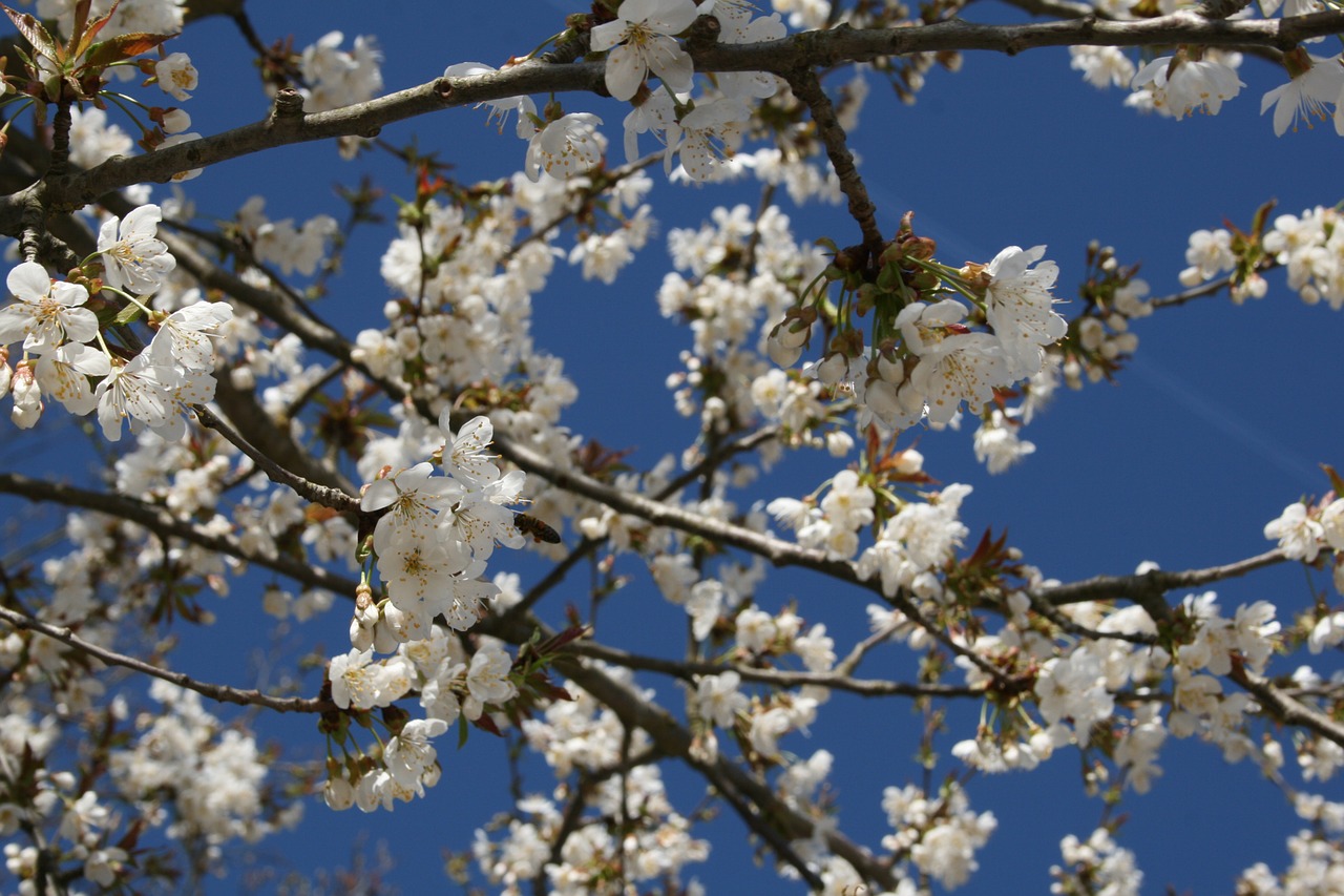 cherry blossom bloom free photo