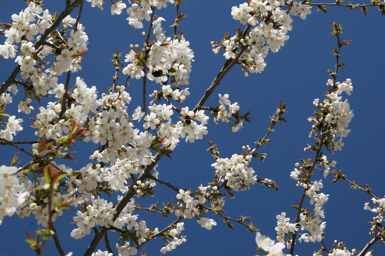 cherry blossom bloom free photo