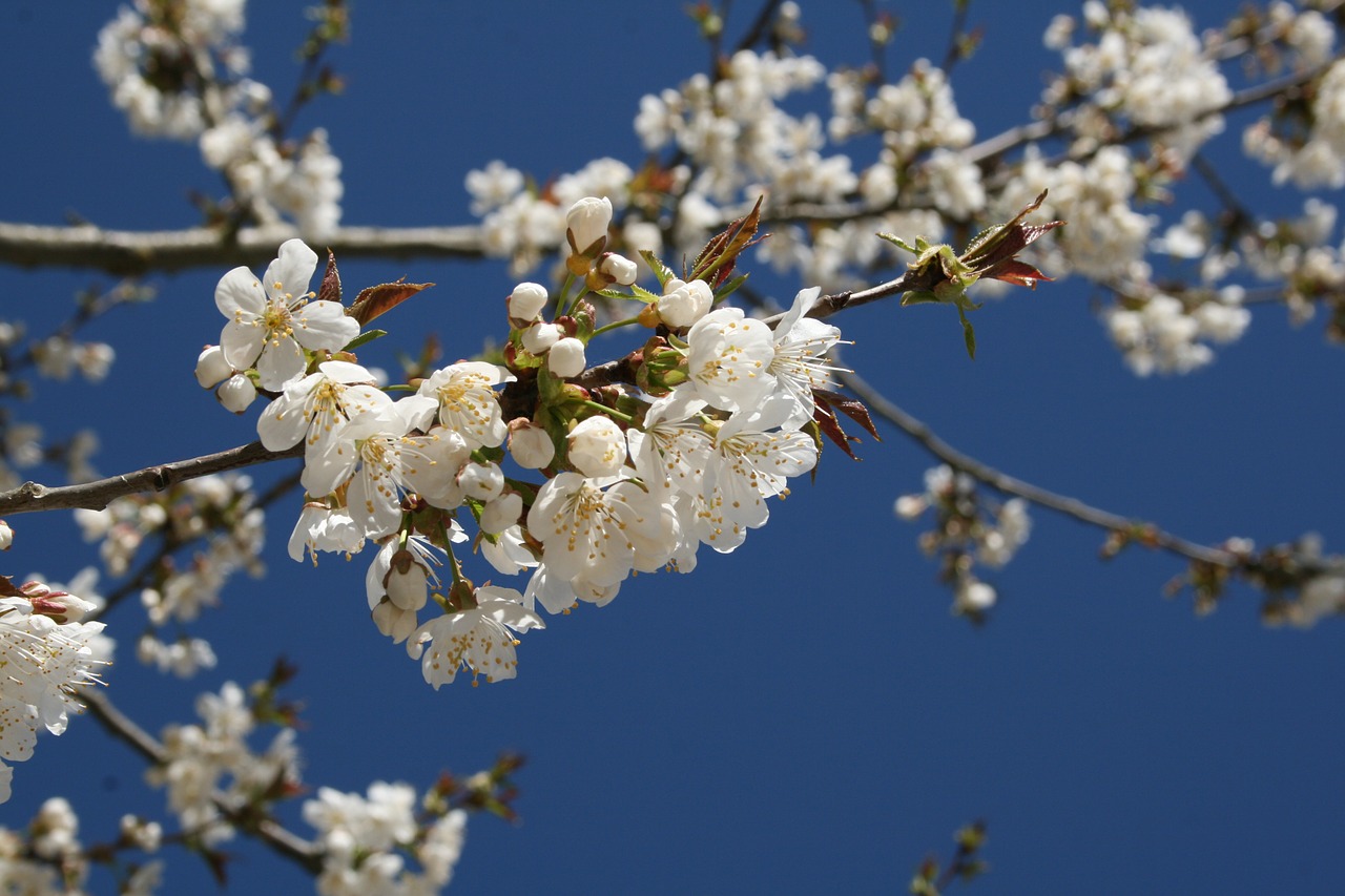 cherry blossom bloom free photo