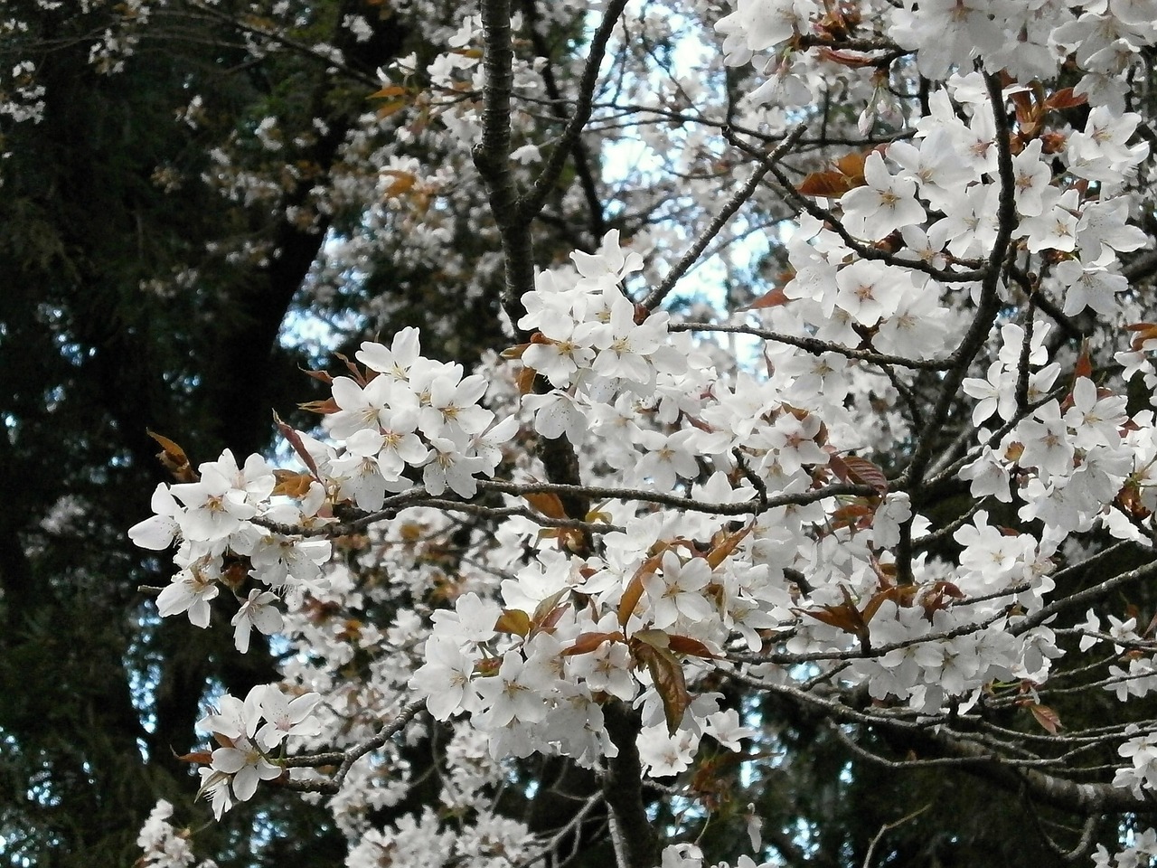 cherry cherry tree cherry blossom free photo