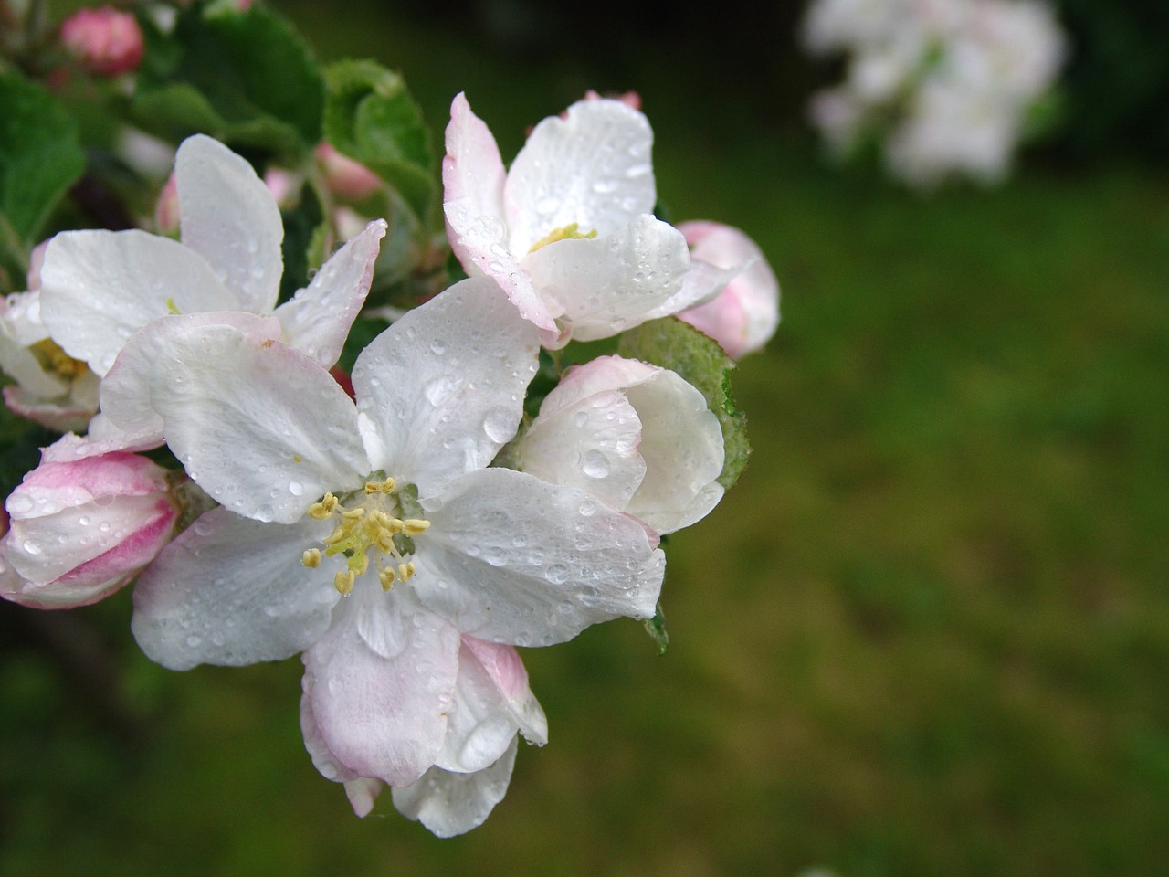 cherry cherry blossom blossom free photo