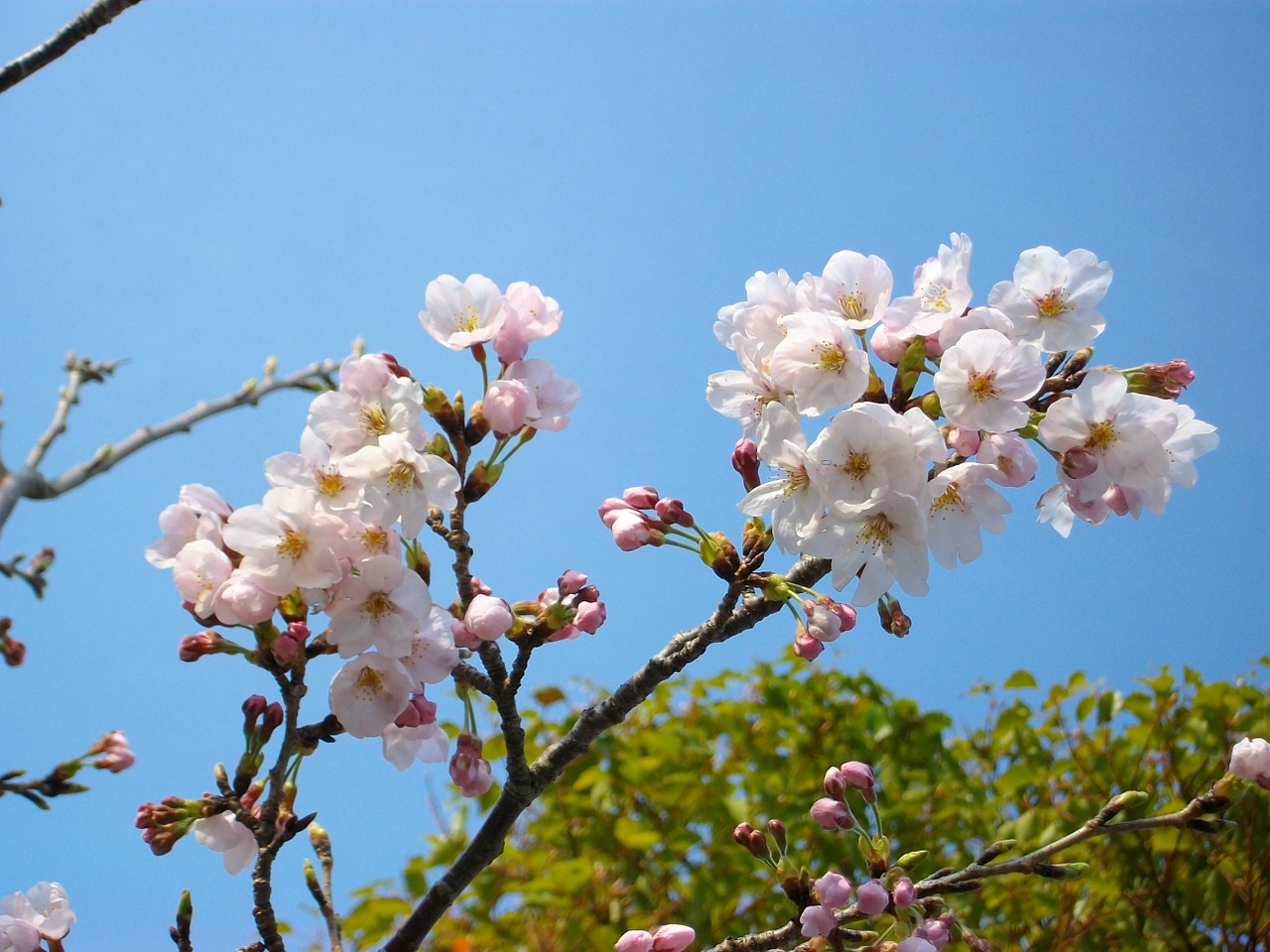 cherry flowers bud free photo