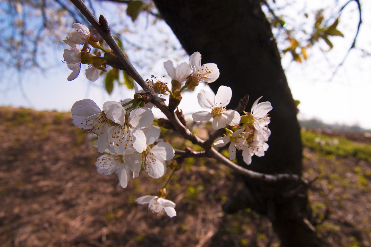 cherry tree flower free photo