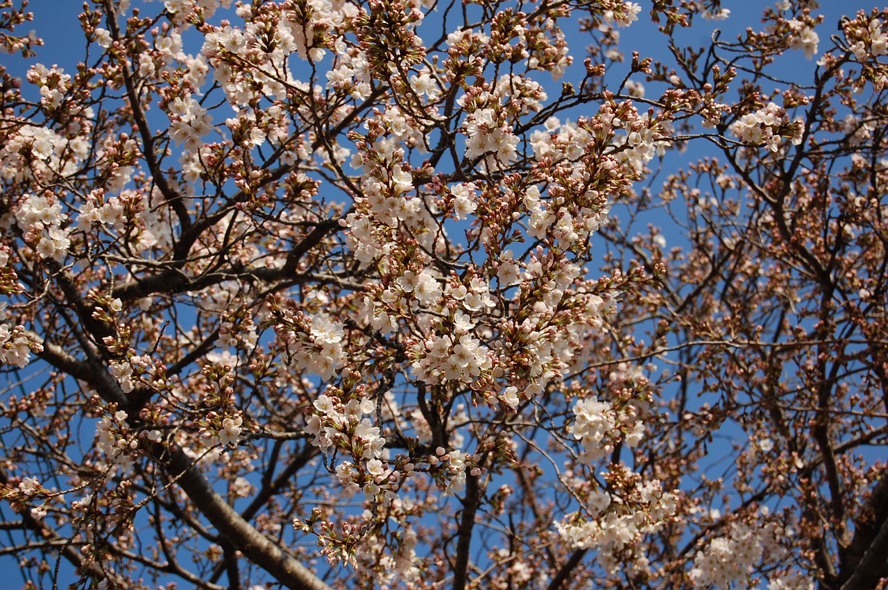 cherry spring blue sky free photo