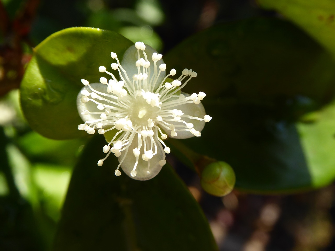 cherry blossom flower free photo