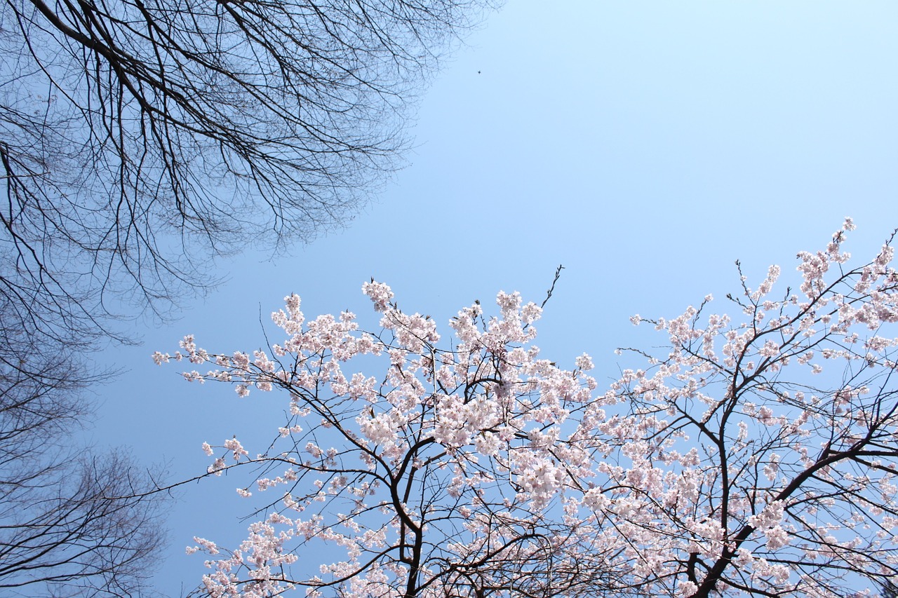 cherry blue sky beautiful free photo