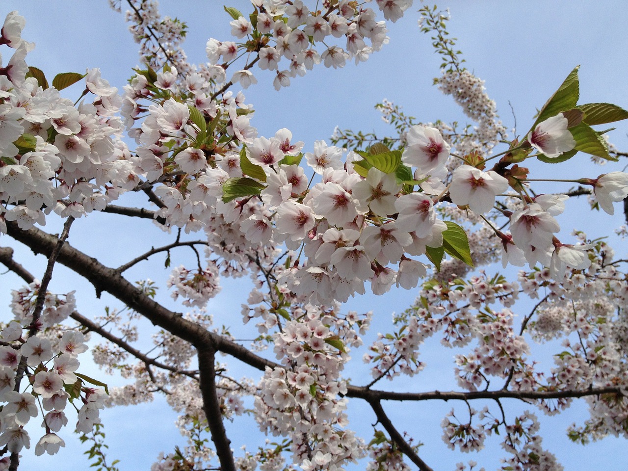 cherry blossoms japanese free photo