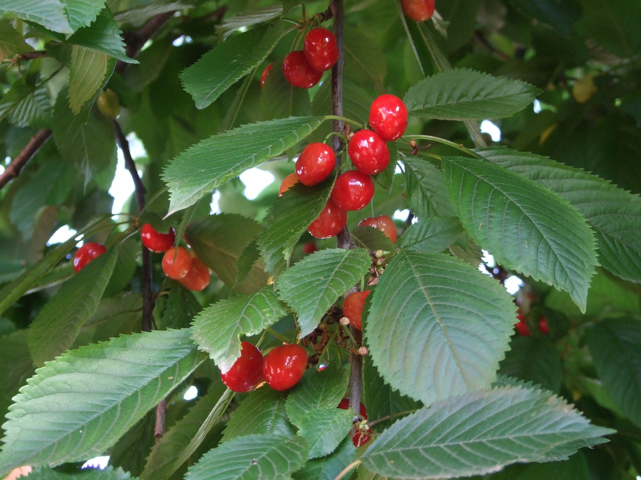 cherry red fruit free photo