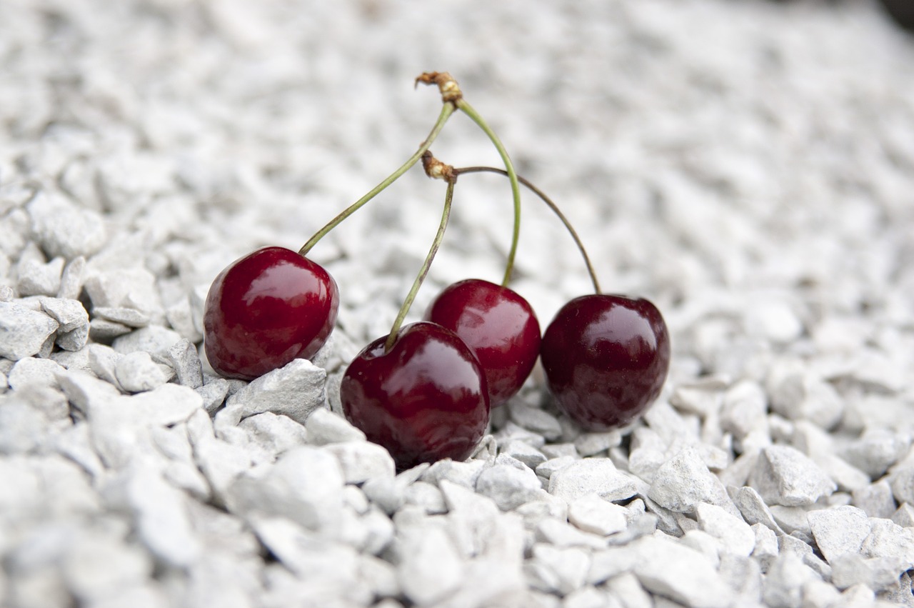 cherry limestone red berries free photo