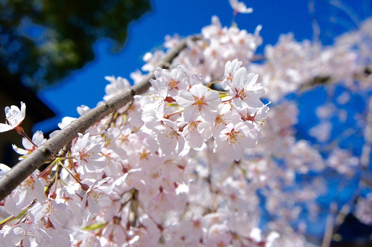 cherry spring blue sky free photo