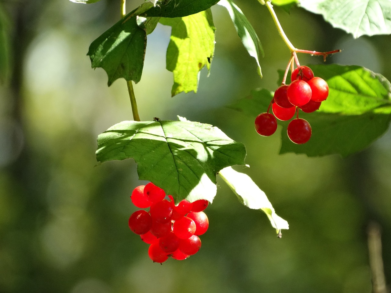 berries tree nature free photo