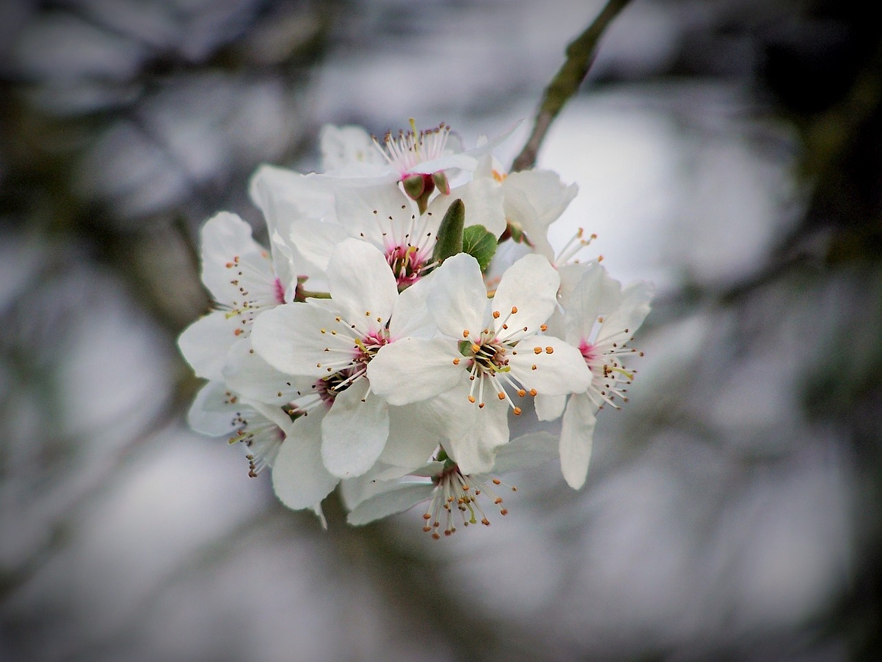 cherry cherry blossom flowering free photo