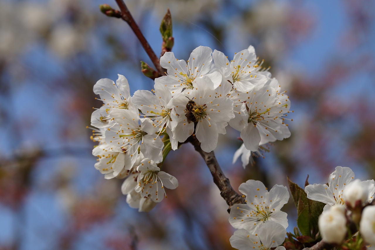 apple blossom bee spring free photo