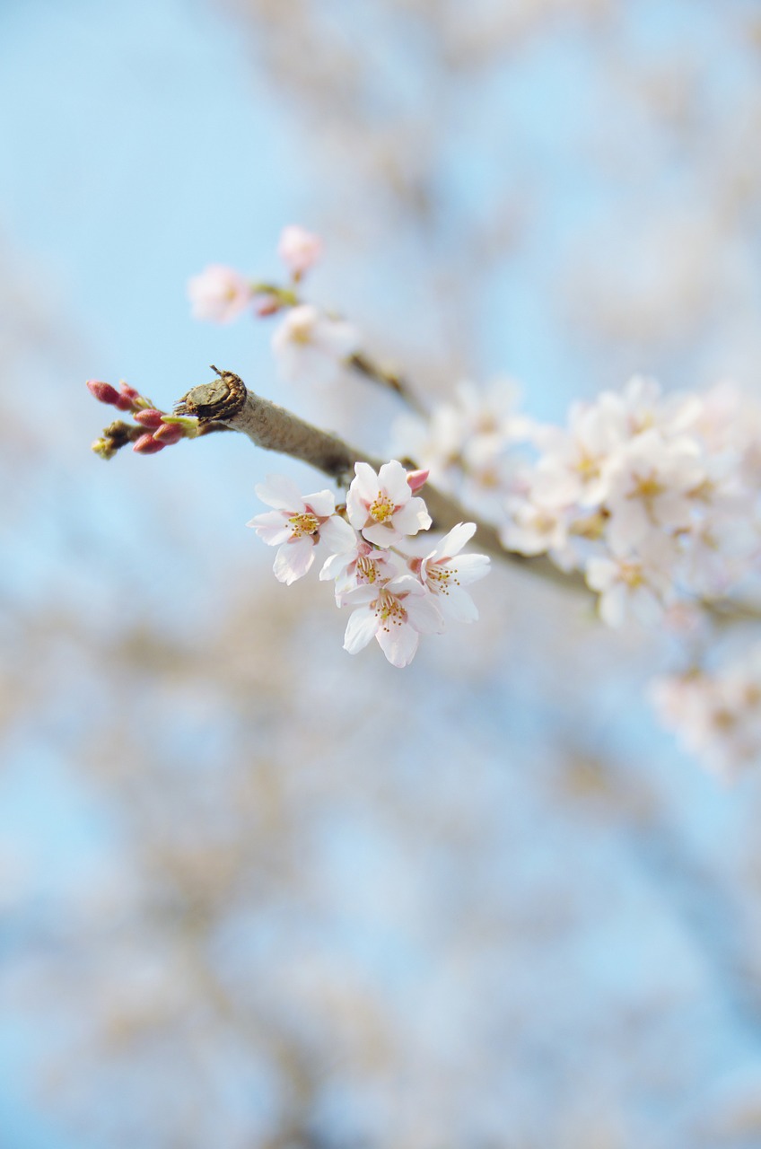 cherry cherry blossoms japan free photo