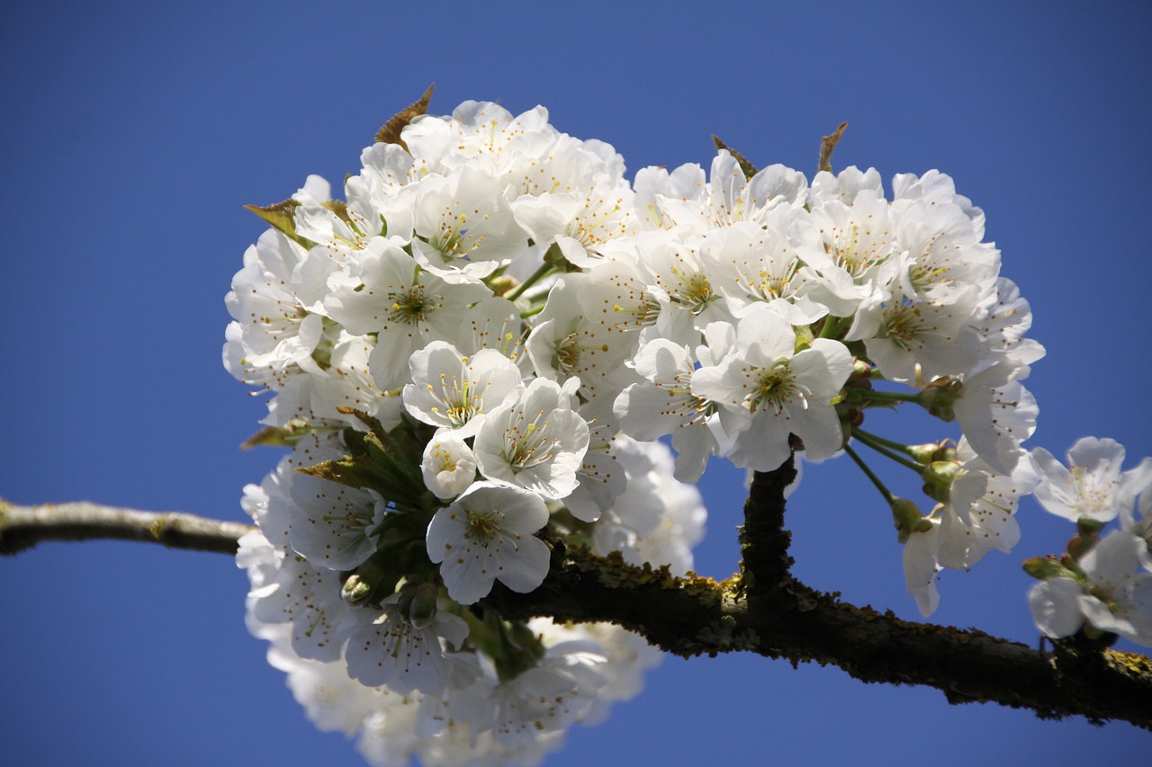 cherry cherry blossoms flowering free photo